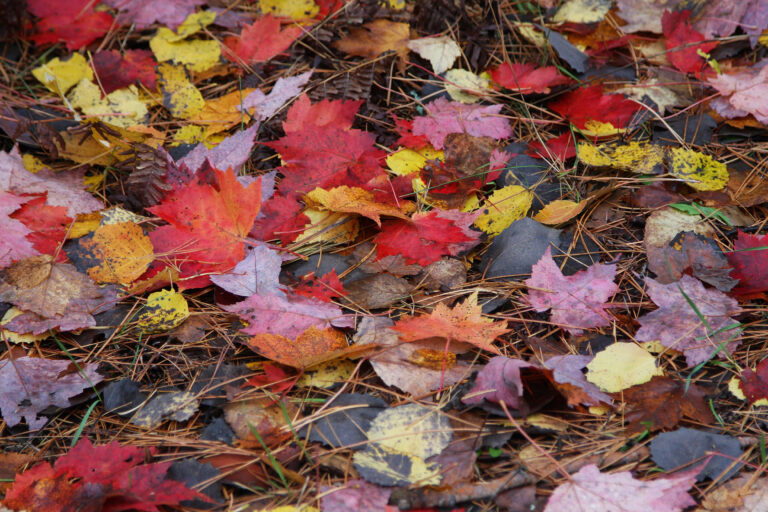 FallLeaves_4
