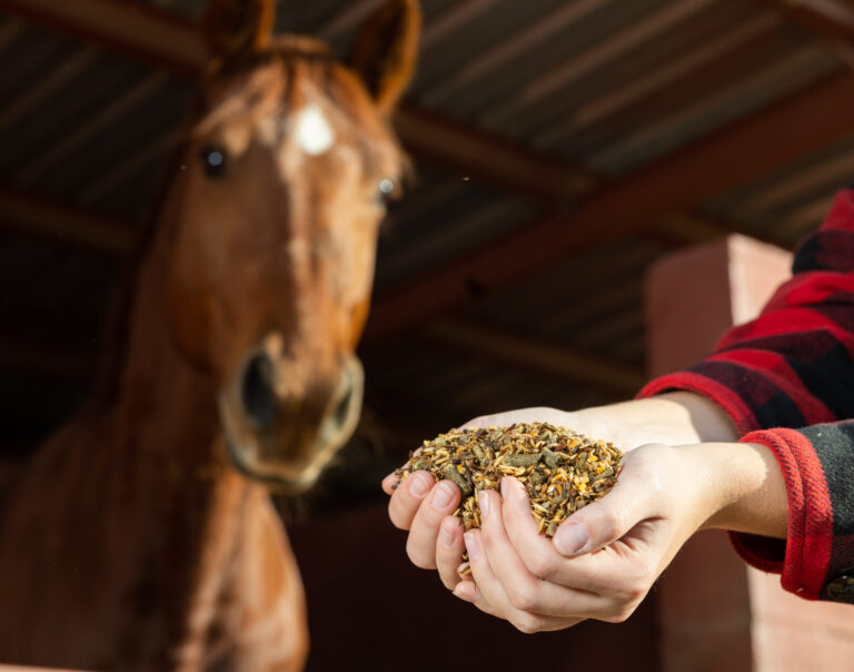 Hands of female holding horse feed in front of brown horse at stables