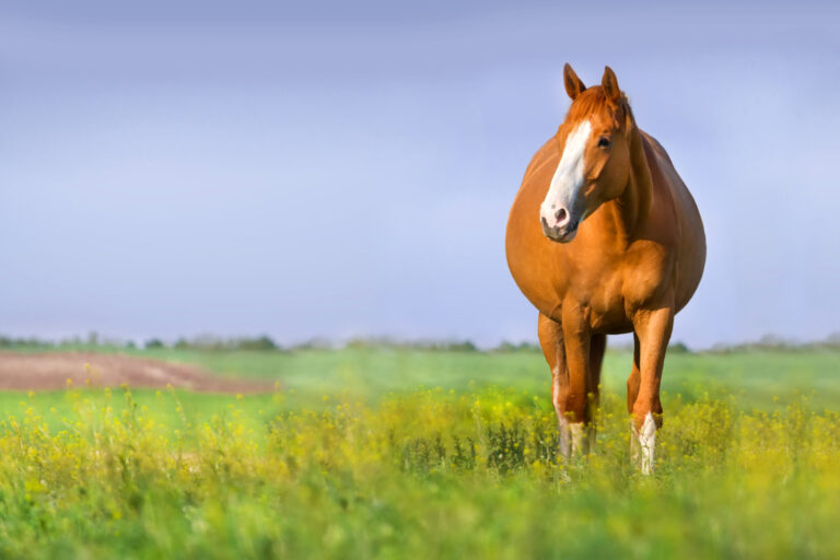 Red pregnant mare in spring pasture