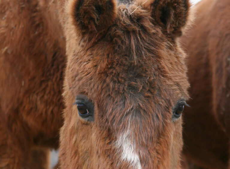 Cushings_BrazosMW copy