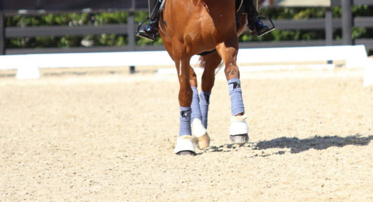 Leg Yield 1_IMG_9369