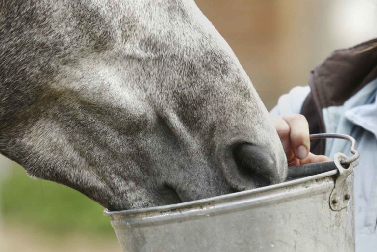 Teaching Biosecurity at Shows & at Home promo image
