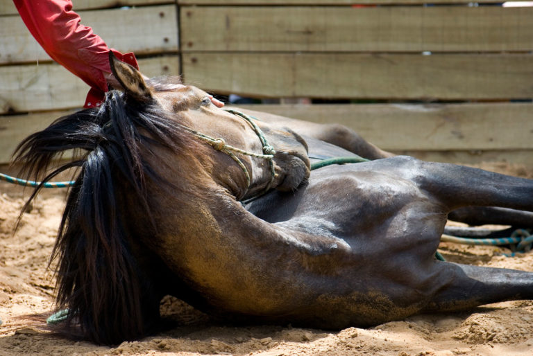 Senior Horse Feed: Not Just For Seniors promo image