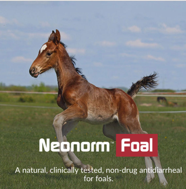 Neonorm-website-capture-foal-1200