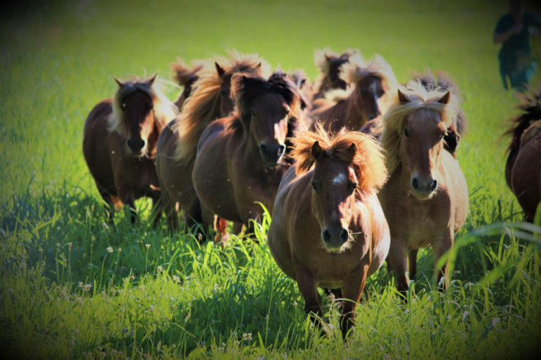 historic equine parasite research herd