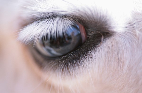 eye-close-up-1500