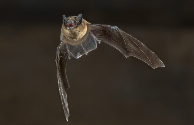 bat flying