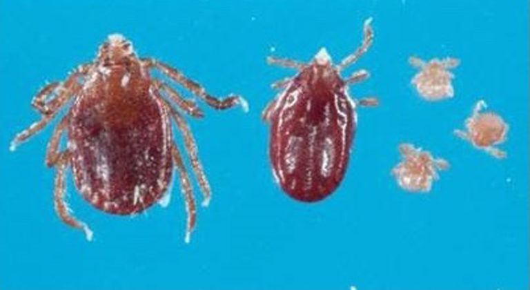 H. longicornis tick