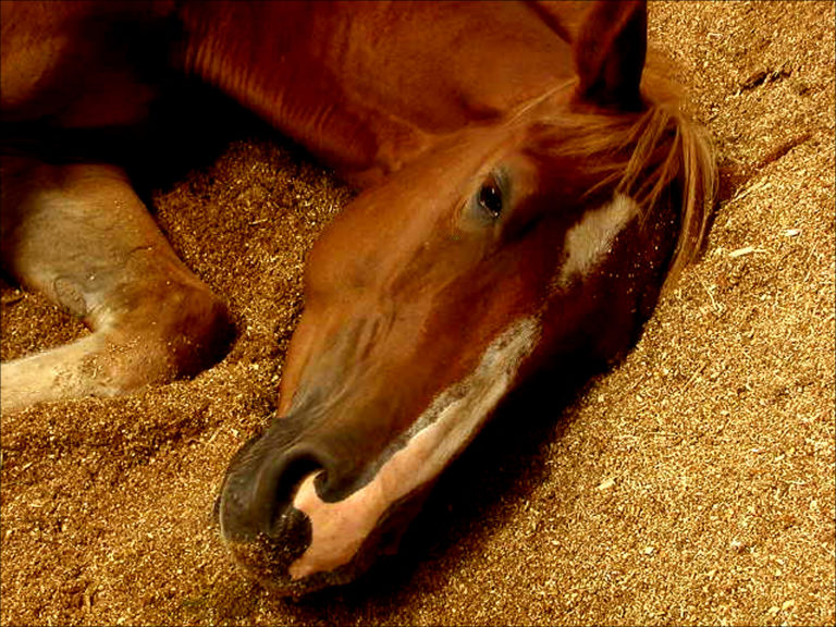 shavings stall horse head