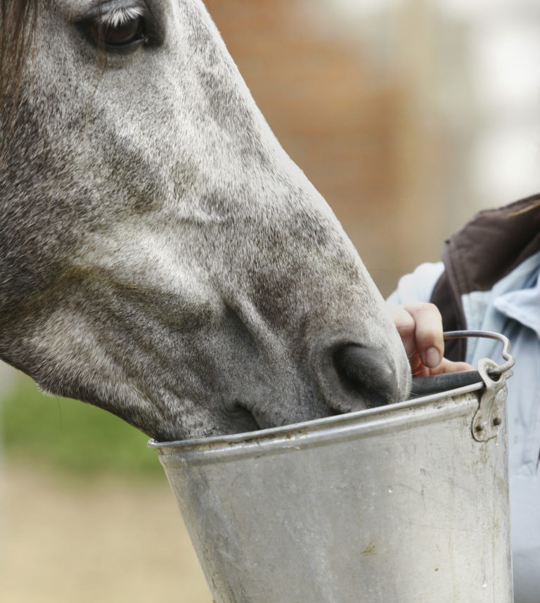 bucket horse drinking