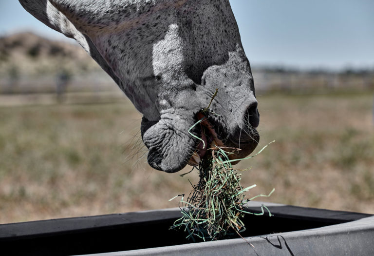 Keeping Up from the AAEP Convention: Hay Soaking promo image