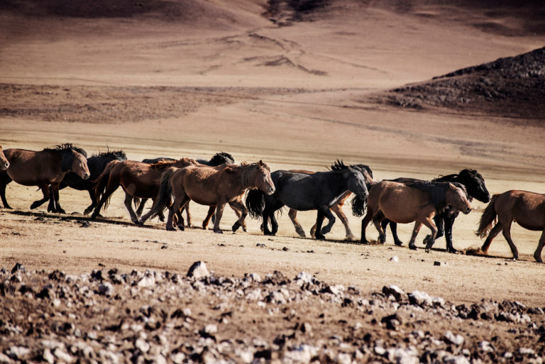 Mongolian-horses-iStock-credit-Eloise-Campbell-969219850-2400