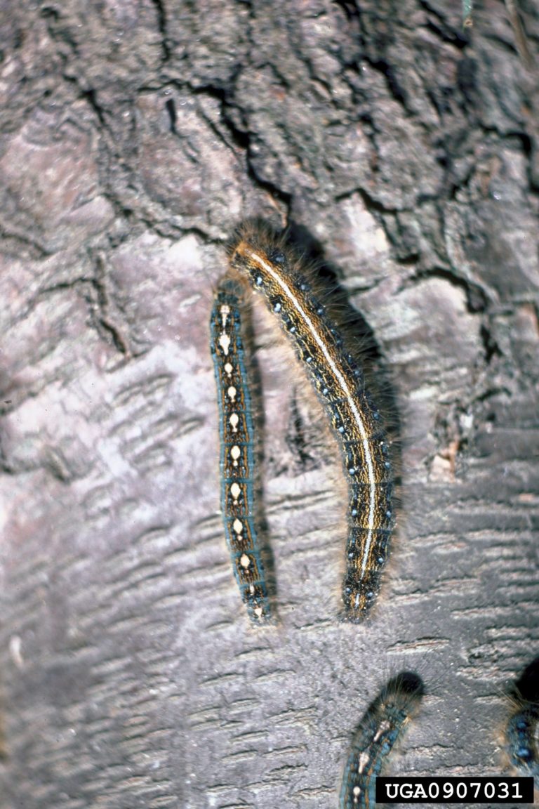 Eastern tent caterpillar