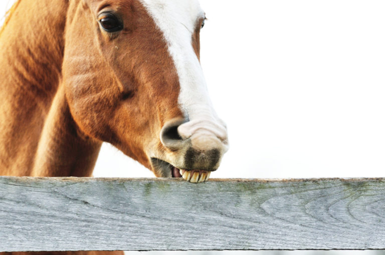 horse cribbing on fence