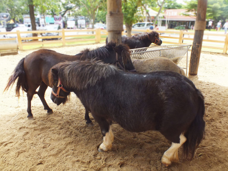 fat ponies in lot