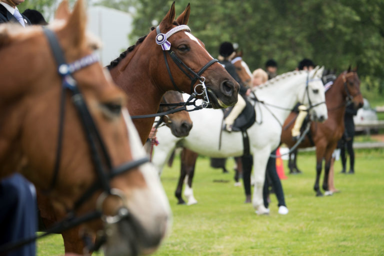 show-horses-class-english2400
