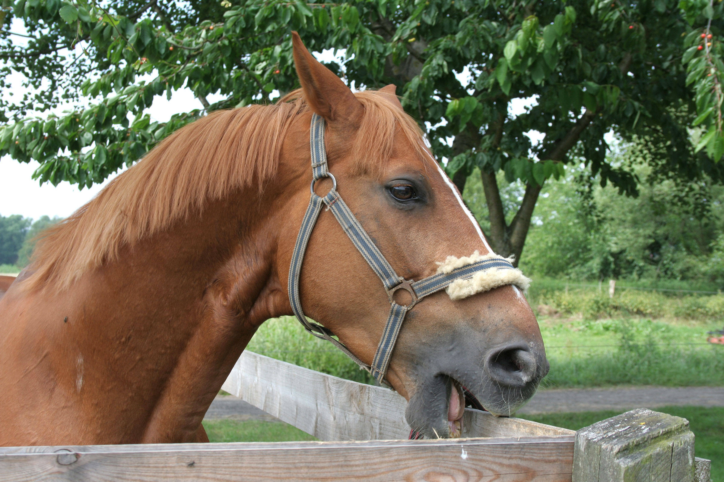 Cornell’s Equine Seminar Series presents, “Stable Vices Theirs or Ours? Abnormal Behavior in