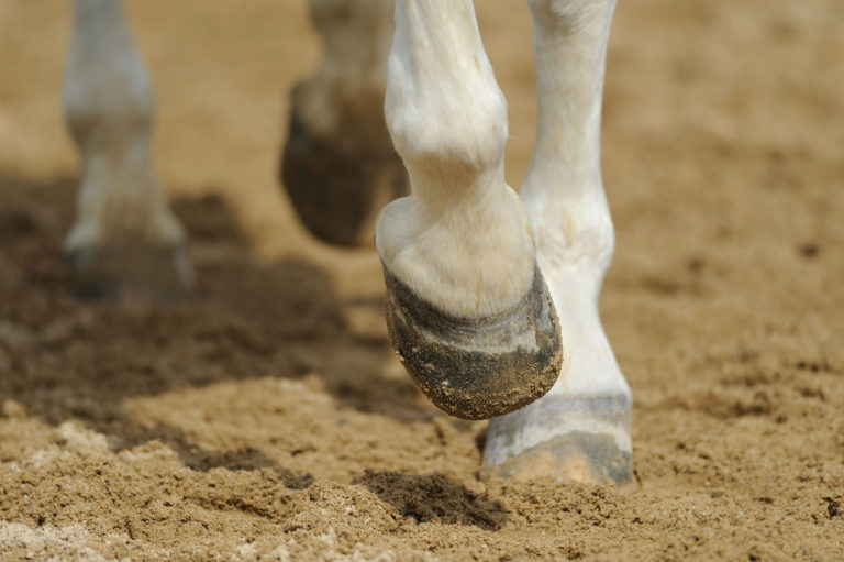 horse hoof