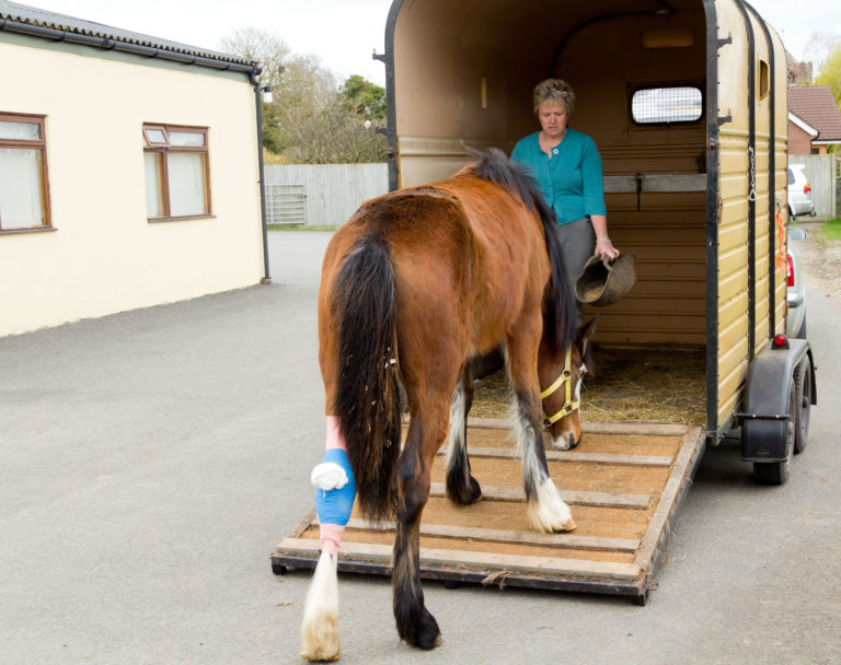 hock-wrapped-horse-loading-into-trailer-iStock-Groomee-185115190-2400