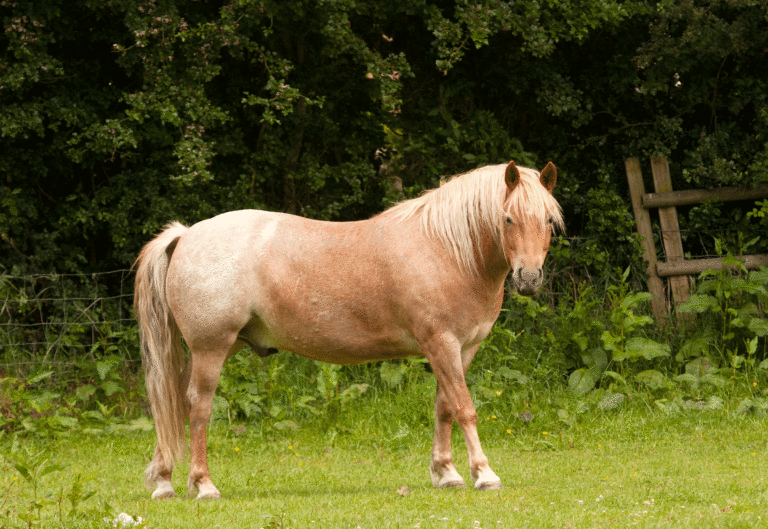 obese-horse-photos