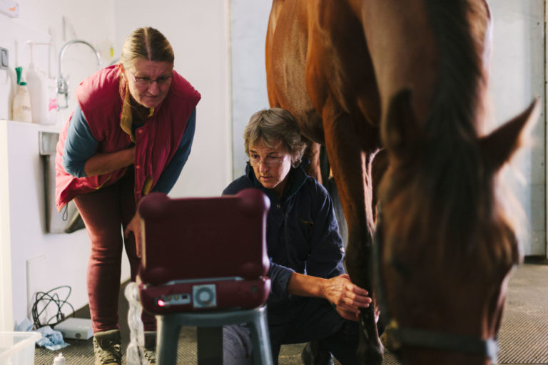 ultrasound vet horse owner
