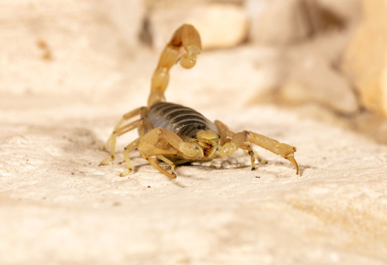 scorpion