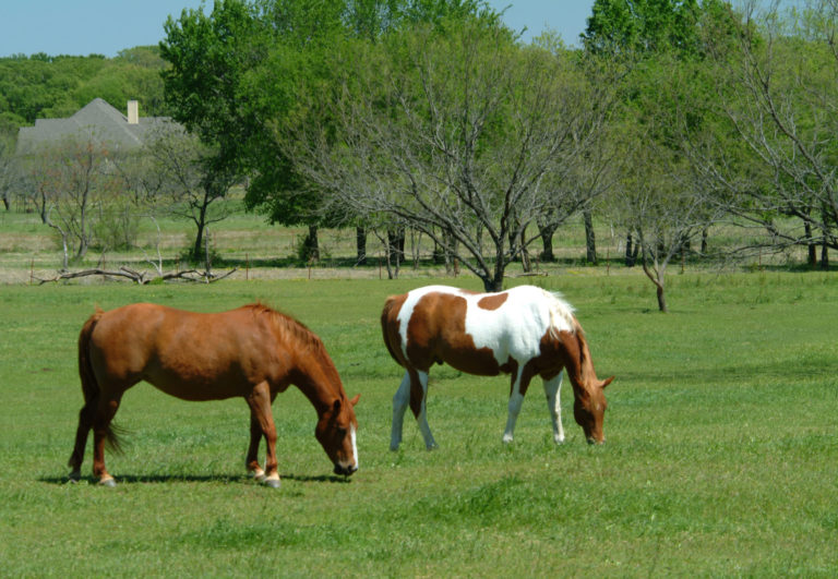 grazing horses