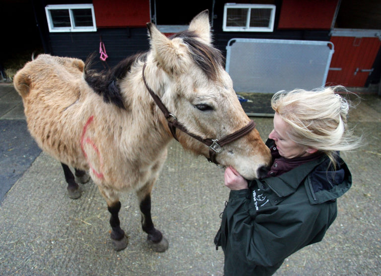 neglected rescued horse