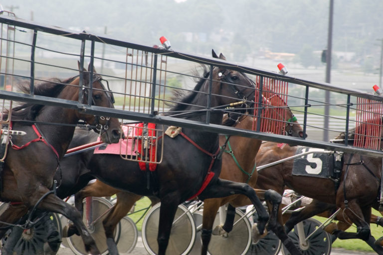 Standardbred race start