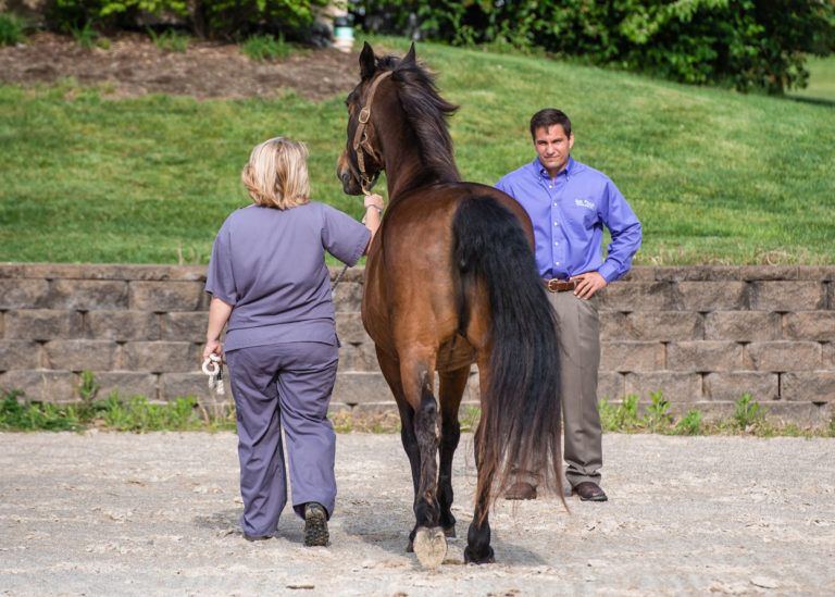 lameness exam walking away from camera