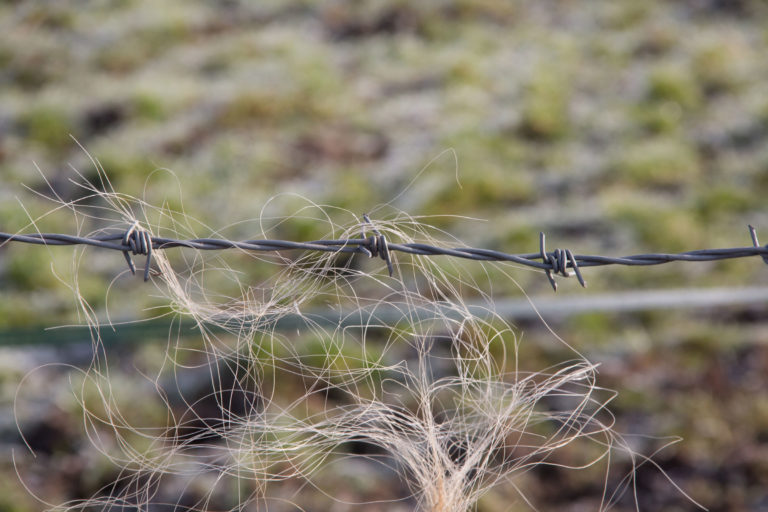 barbed wire fence gray horse hair