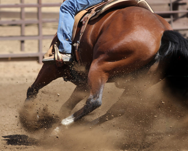 barrel horse closeup behind