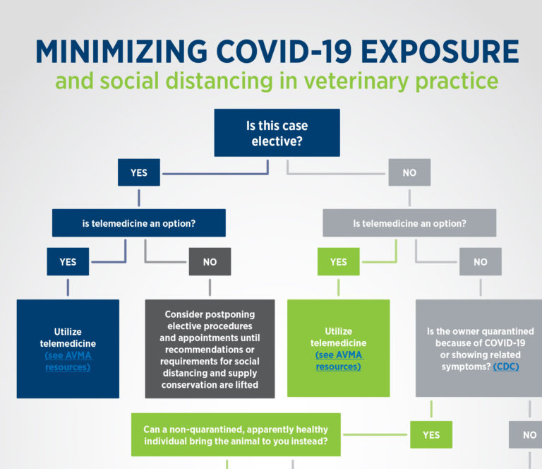 COVID-19 AVMA exposure flowchart cropped