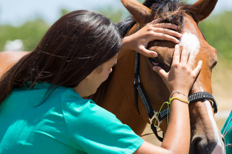 vet horse eye exam