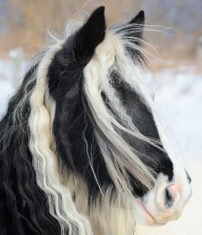 Gypsy-Vanner-head-shot-iStock-Catnap72-155156528-2400