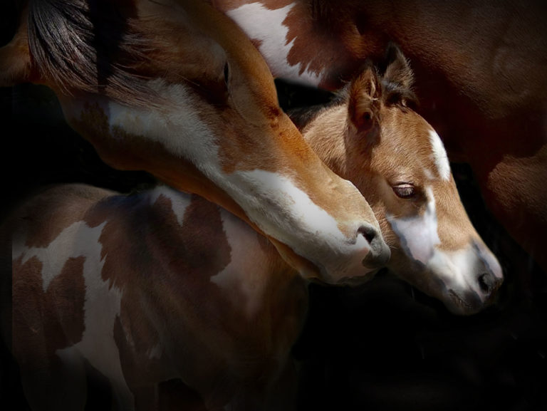 mare and foal Paint portrait