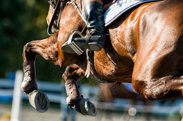 jumping horse body legs