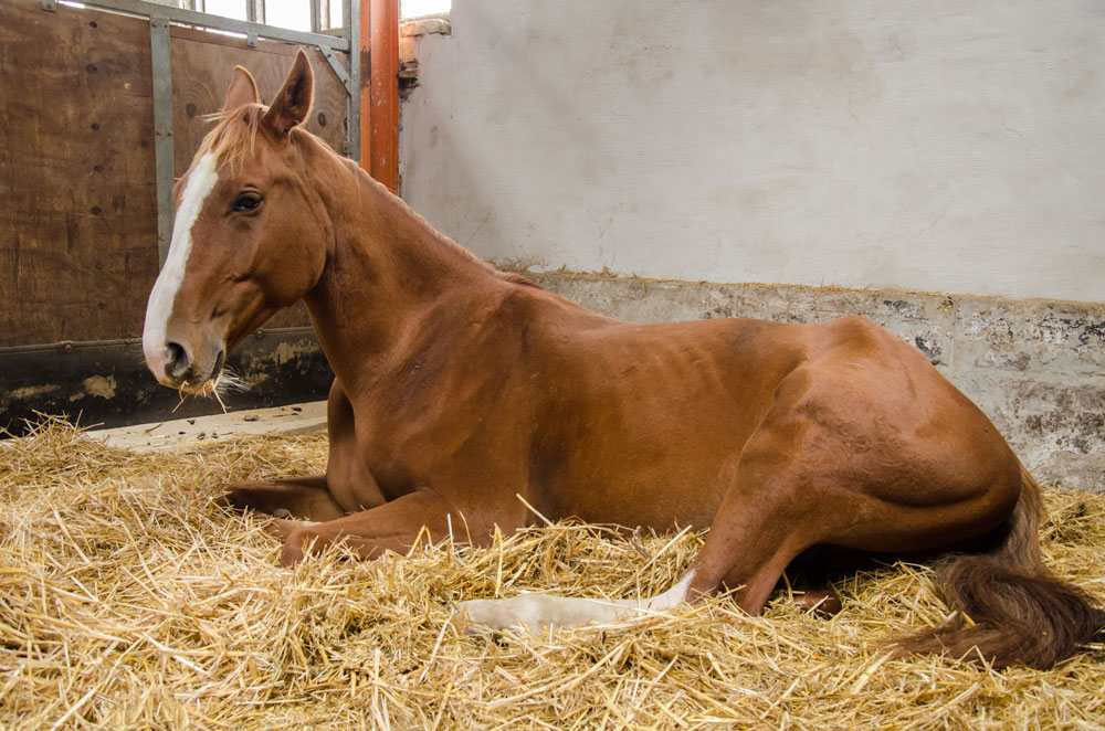 Horse lying down in stall, presenting colic symptoms, which could be caused by a strangulating lesion.