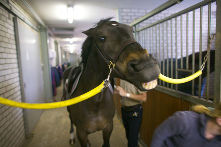 girthy horse face in crossties