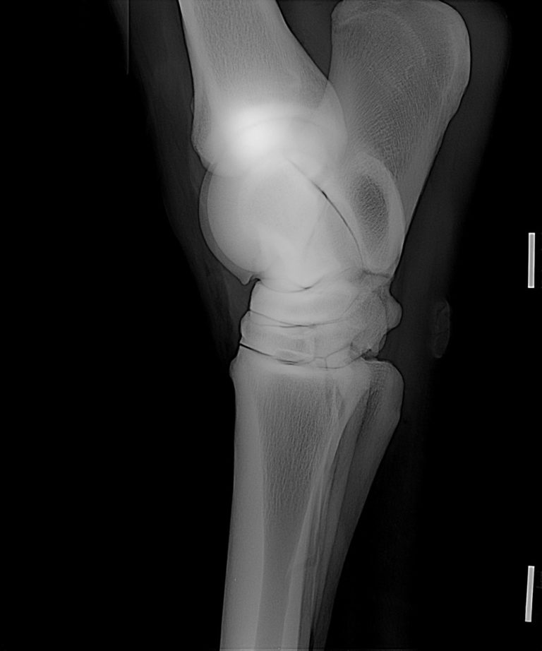 X-ray horse hock