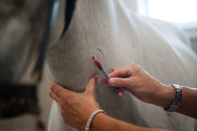 blood draw gray horse