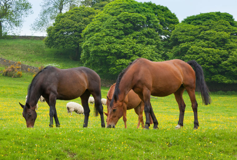 sheep horse grazing field