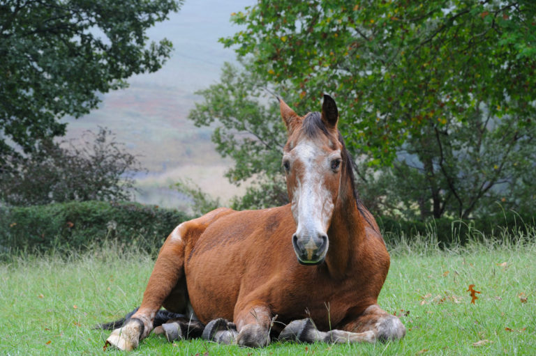 old horse lying down in field