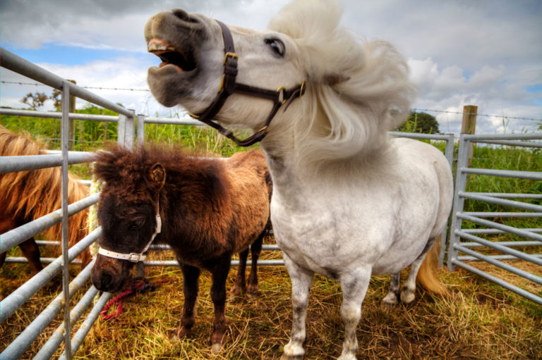 white horse shaking head