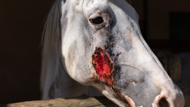 wound face gray horse