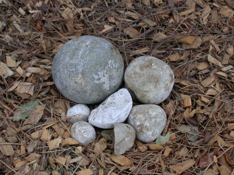 enteroliths from horses