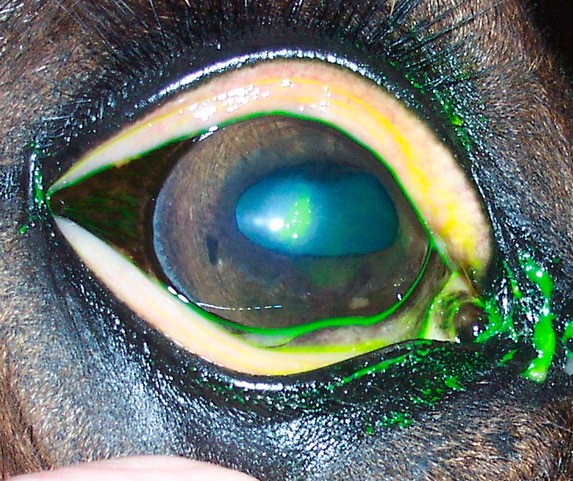 equine eye ulcer stained