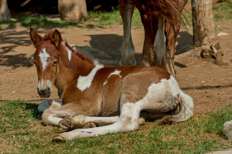sick paint foal lying down
