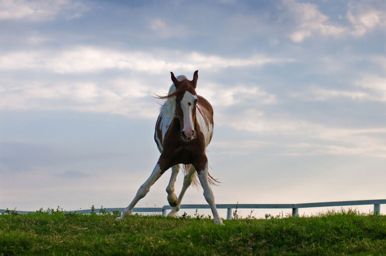 neurologic Paint horse in field