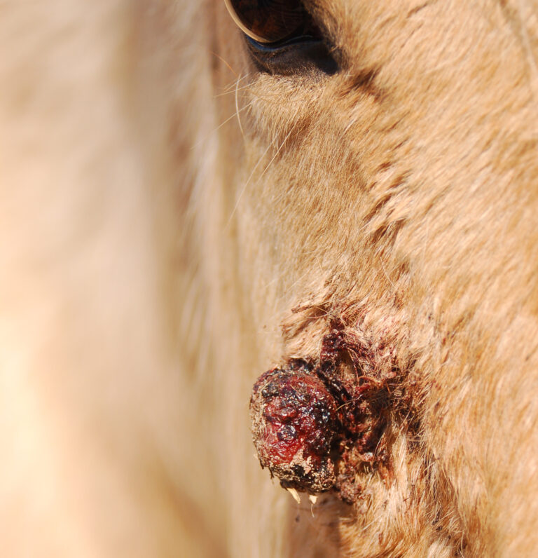 sarcoid on horse face
